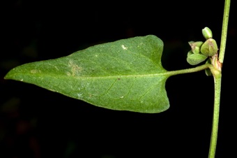 Buckwheat