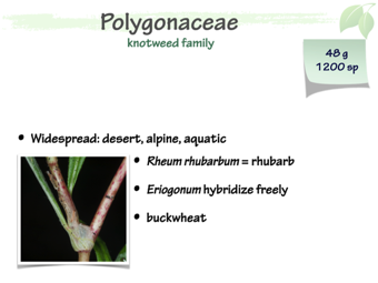 Polyg01.png