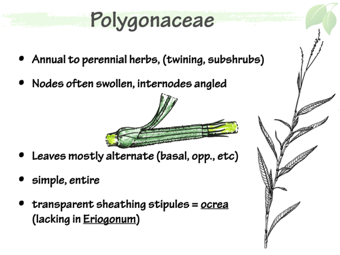 Polyg02.png