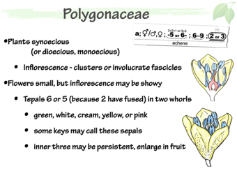 Polyg03.png