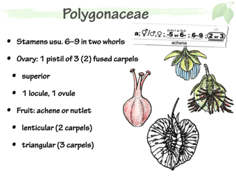 Polyg04.png