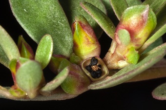 Portulaca oleracea maturing fruits with 'lid' off of a circumscissle capsule