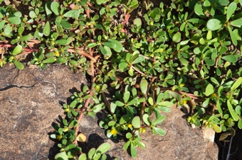 Portulaca oleracea / purslane. This is a common garden weed, and can be eaten.