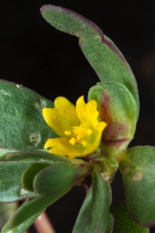 Portulaca oleracea flower