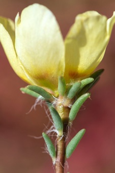 Cultivated Portulaca grandiflora has the common name "moss rose"