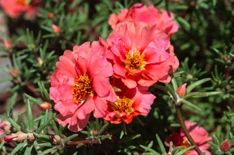 Portulaca grandiflora with double flowers (extra petals)