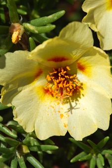 Portulaca grandiflora