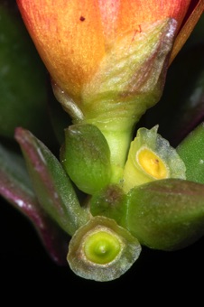 Rock rose flower base, fruits