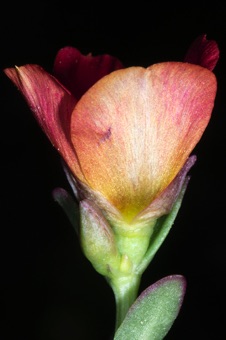 Rock purslane flower side view, with two sepaloid bracts (sepals).