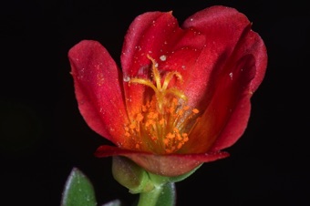 Rock purslane flower