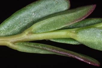 Rock purslane suculent leaves with stipules reduced to one or two hairs