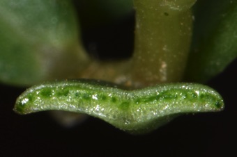 Rock purslane section through succulent leaf. Sap is mucilagenous.