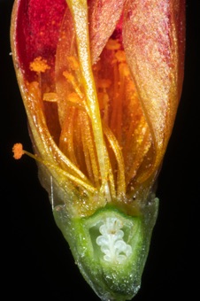 Rock purslane, section through flower showing inferior ovary, free central placentation