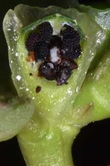 Rock purslane, section through maturing capsule with mature seeds