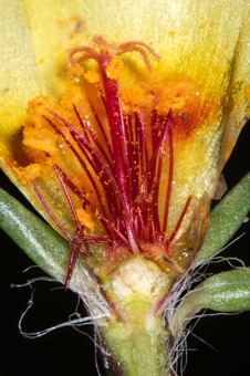 Portulaca grandiflora; section through flower shoi8ng ovary position