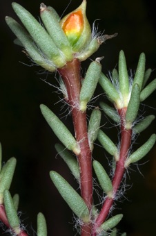 Portulaca grandiflora showing stipules of hairs