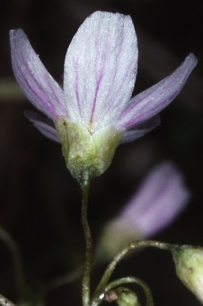 00533_Claytonia_virginica_mod.jpg