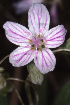 00629_Claytonia_virginica_mod.jpg