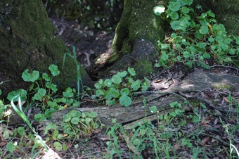 DSC_3628_mod21.jpg
