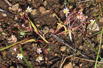 Lewisia