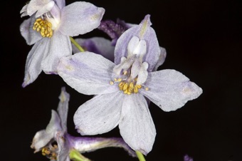 Delphinium - many stamens visible