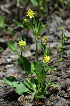 Ranunculus, whole plant