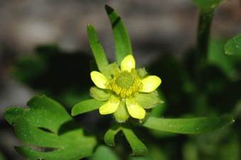 Ranunculus