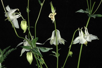 Columbines from Argentina; petals are spurred, sepals are not