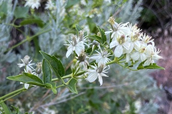 Clematis; no petals, just sepals--near Grand Coulee, Washington