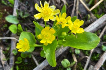 Ranunculus - free petals and sepals