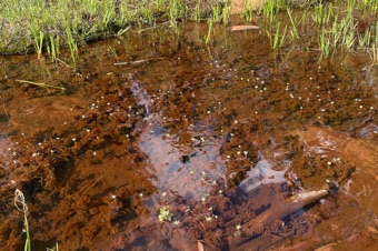 Ranunculus aquaticus in the Uintah Mtns.