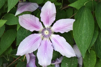 Clematis; no petals, just showy sepals
