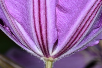 Clematis flower - single perianth whorl (just showy sepals)