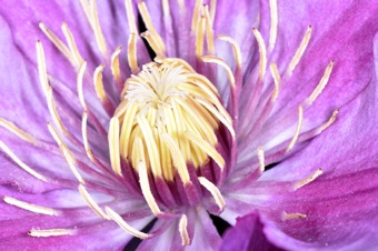 Clematis - many free stamens around many free pistils aggregated in center