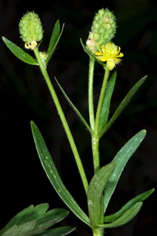 Ranunculus; both sepals and petals are deciduous; aggregation of fruit on elongate receptacle with no hypanthium