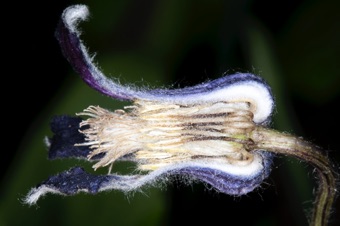Wild clematis; many stamens around many pistils
