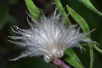 Clematis, mature fruit of many free, feathered achenes