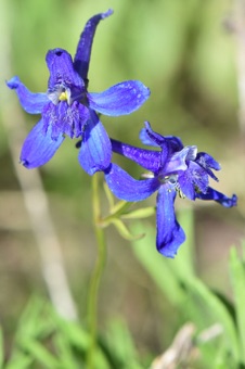 Delphinium