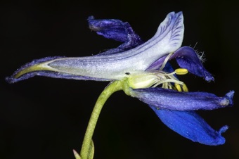 Delphinium - section through flower with spurred petal (white) inside spurred sepal (blue)