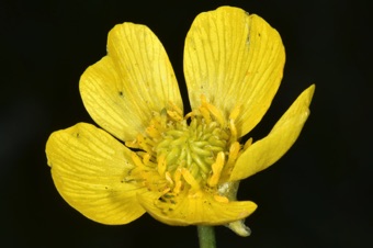 Ranunculus