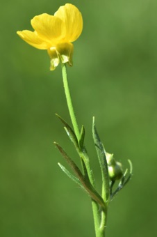 In Ranunculus, sepals are often reflexed