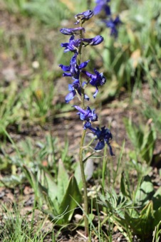 Delphinium - most of showy parts are sepals; petals are small and at upper center of each flower