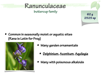 Ranunculaceae1.png