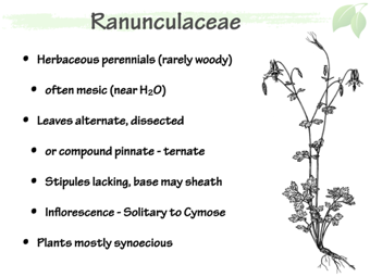 Ranunculaceae3.png