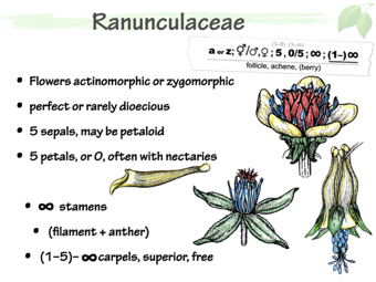 Ranunculaceae4.png