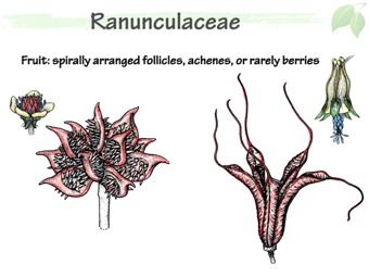 Ranunculaceae5.png