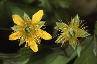 Waldensteinia fragarioides showing hypanthium with 2 superior pistils