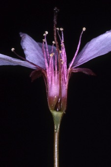 Prunus in flower; hypanthium and superior single pistl