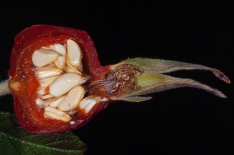 Section through rose hip showing  achenes from superior ovaries. The wall of the hip is hypanthium, not ovary tissue.