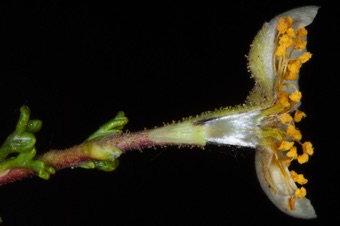 cliff rose has elongated hypanthium with 5 superior, hairy pistils inside; you can see the stigmas